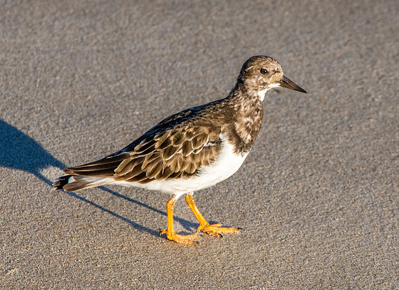Ruddy turnstone / Turnstone