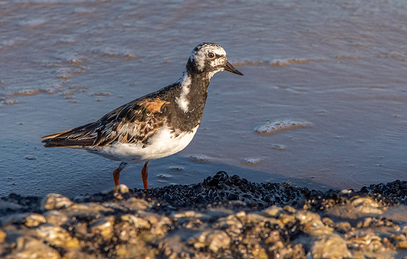Ruddy turnstone / Turnstone