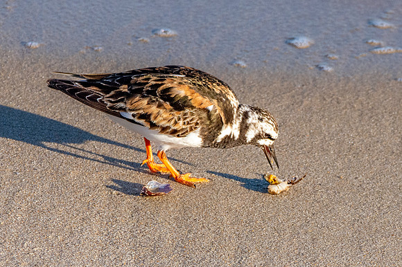 Ruddy turnstone / Turnstone