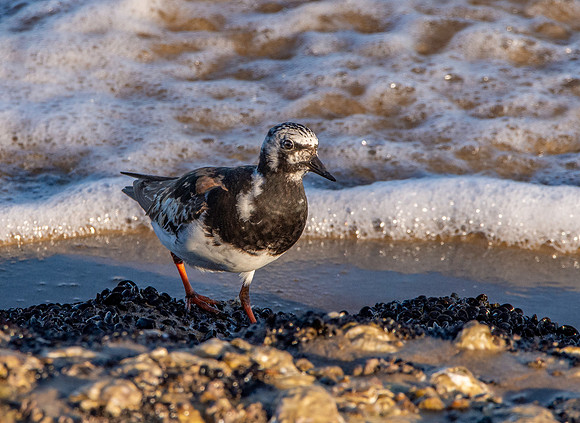 Ruddy turnstone / Turnstone