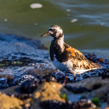 Ruddy turnstone / Turnstone