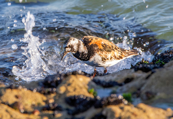 Ruddy turnstone / Turnstone