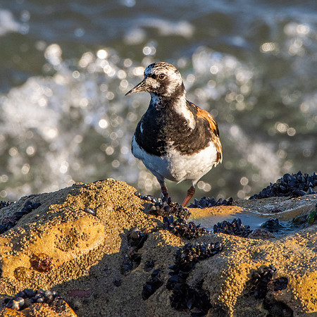 Ruddy turnstone / Turnstone