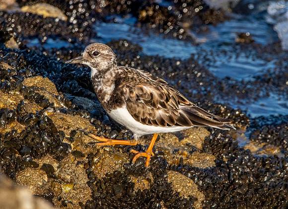 Ruddy turnstone / Turnstone