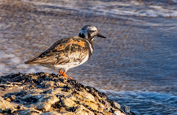 Ruddy turnstone / Turnstone