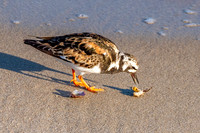 Ruddy turnstone / Turnstone