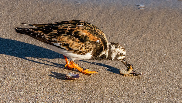 Ruddy turnstone / Turnstone