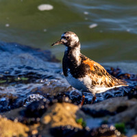 Ruddy turnstone / Turnstone