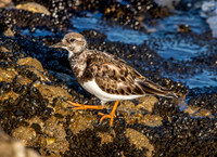 Ruddy turnstone / Turnstone