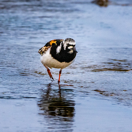 Ruddy turnstone / Turnstone