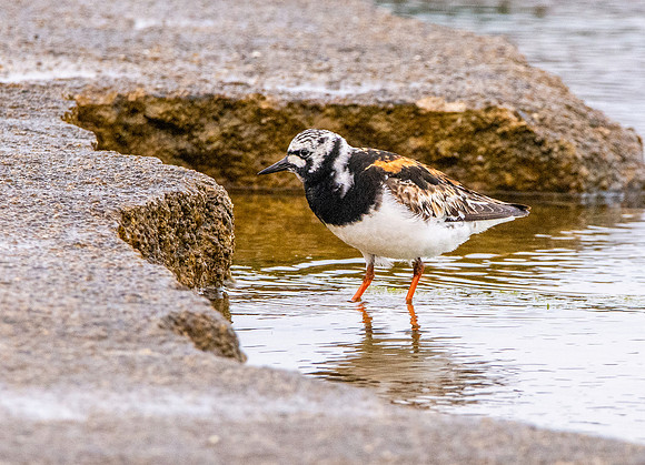 Ruddy turnstone / Turnstone