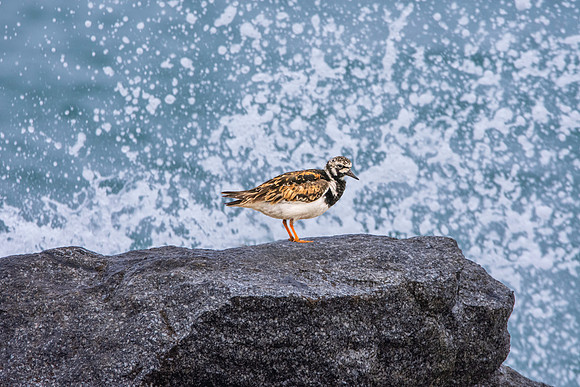 Ruddy turnstone / Turnstone