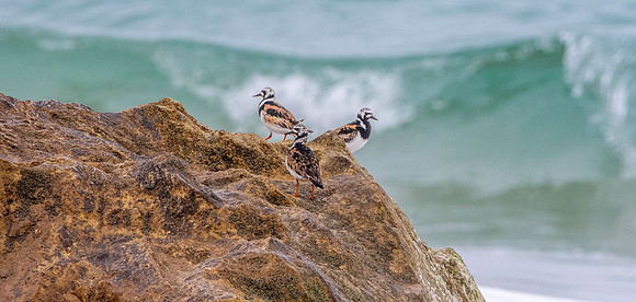 Ruddy turnstone / Turnstone