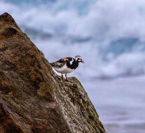 Ruddy turnstone / Turnstone