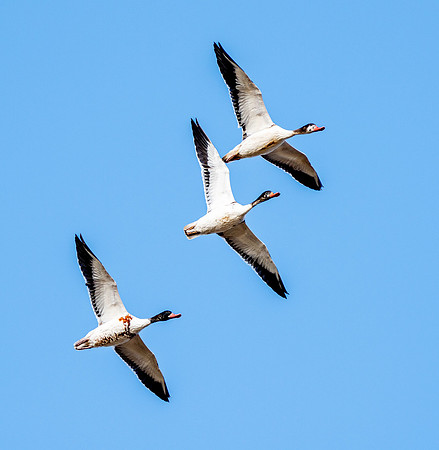 Common shelduck