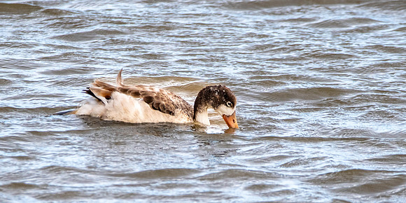 Common shelduck, juvenile