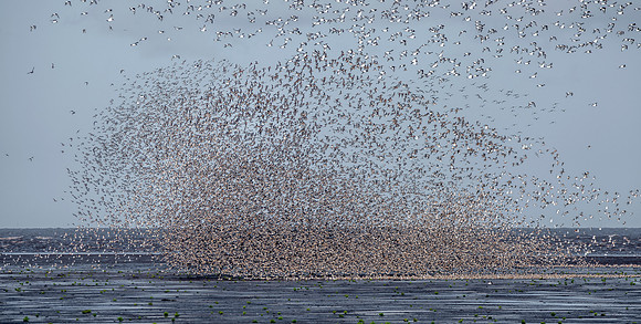 Murmuration