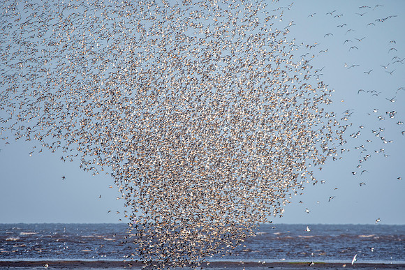 Murmuration