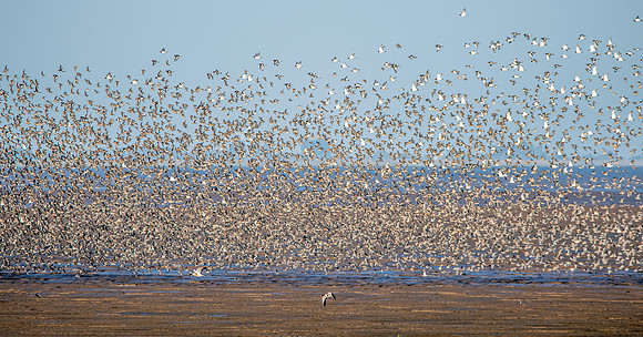 Bird spectacular