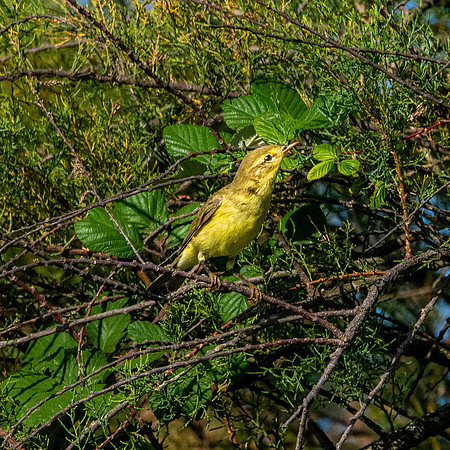 Willow warbler