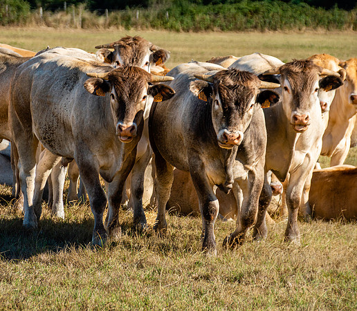 Charolais cattle