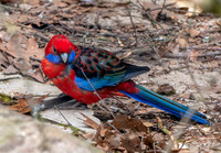Crimson rosella parrot