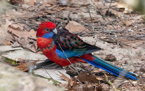 Crimson rosella parrot