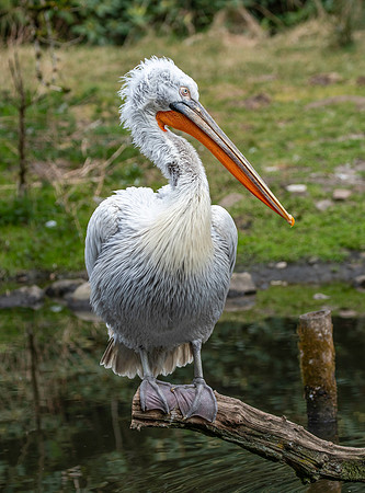 Dalmation pelican