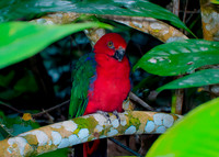 Eclectus parrot, female