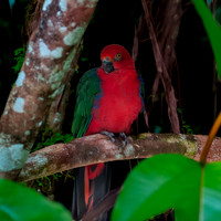 Eclectus parrot, female
