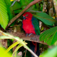 Eclectus parrot, female