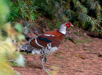 Elliot's pheasant