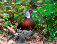 Elliot's pheasant
