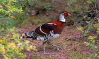 Elliot's pheasant