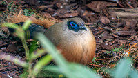 Giant Coua