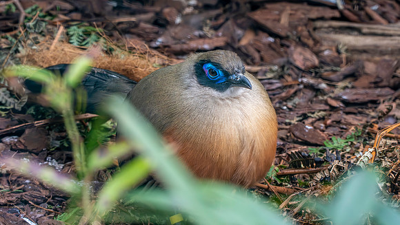 Giant Coua
