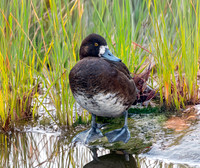 Greater scaup