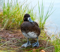 Greater scaup