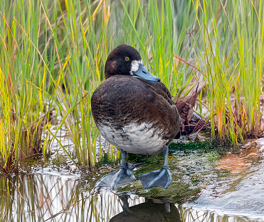 Greater scaup