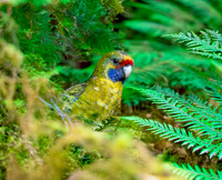 Green rosella