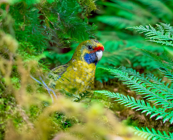 Green rosella