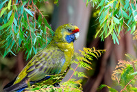 Green rosella