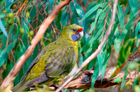 Green rosella