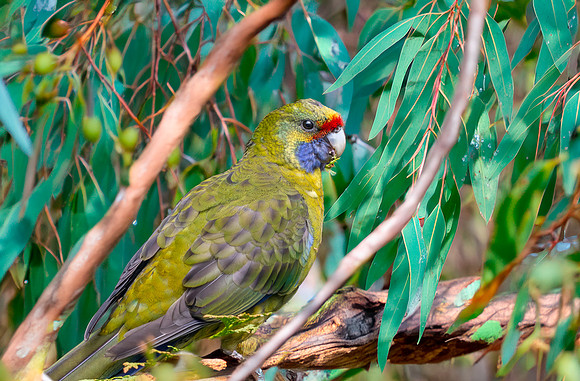 Green rosella