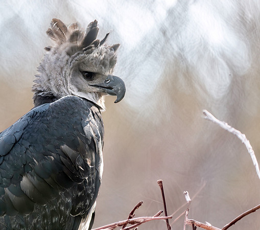 Harpy eagle