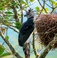 Harpy eagle