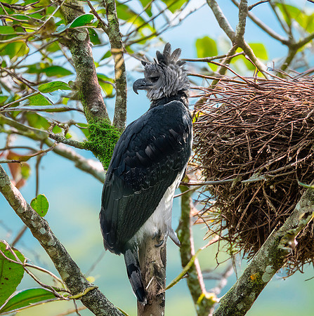 Harpy eagle