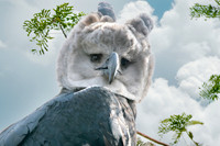 Harpy eagle