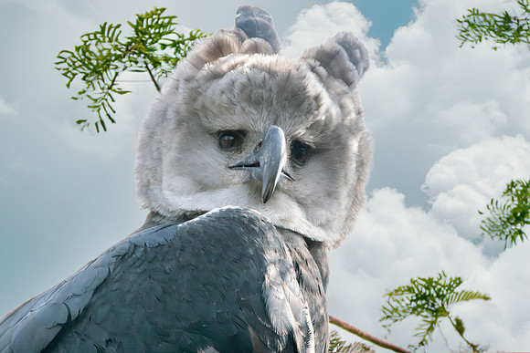 Harpy eagle