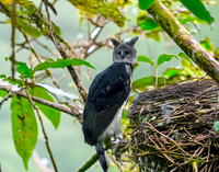 Harpy eagle
